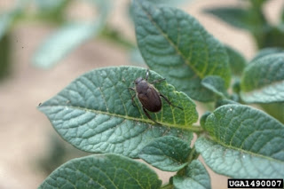 False Japanese Beetle